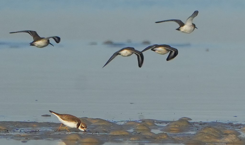 Alpenstrandläufer - ML645620555