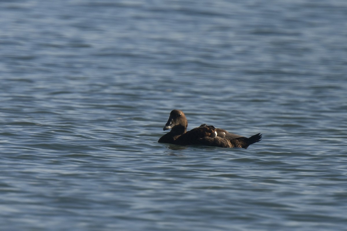 Eiderente - ML645620556