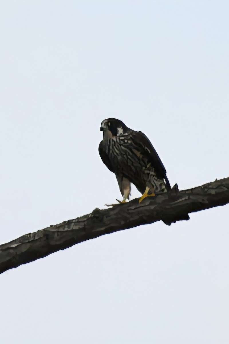 Peregrine Falcon - ML645620558