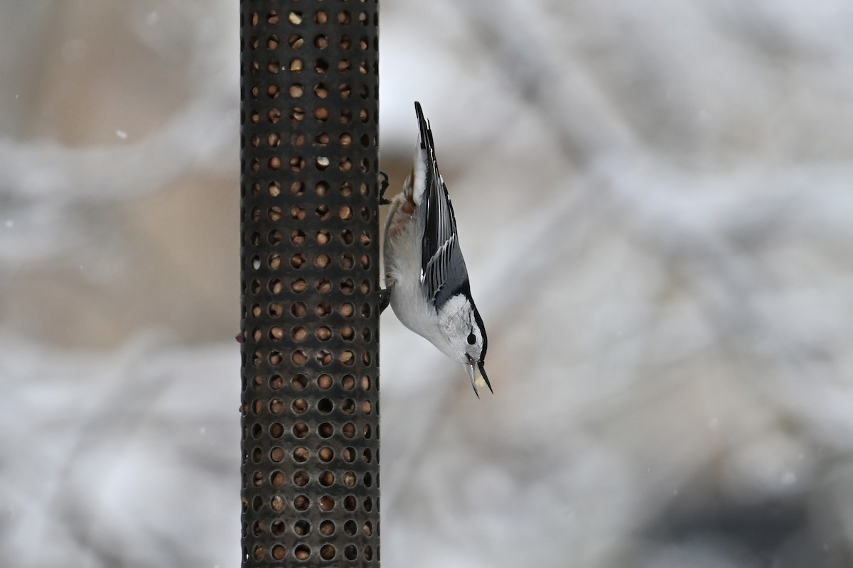 Weißbrustkleiber - ML645620559