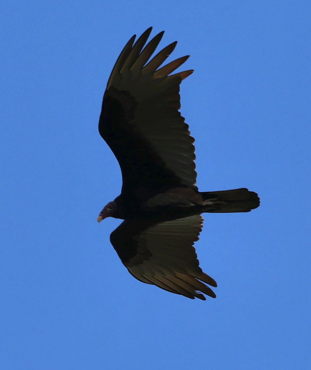 Truthahngeier - ML645620560