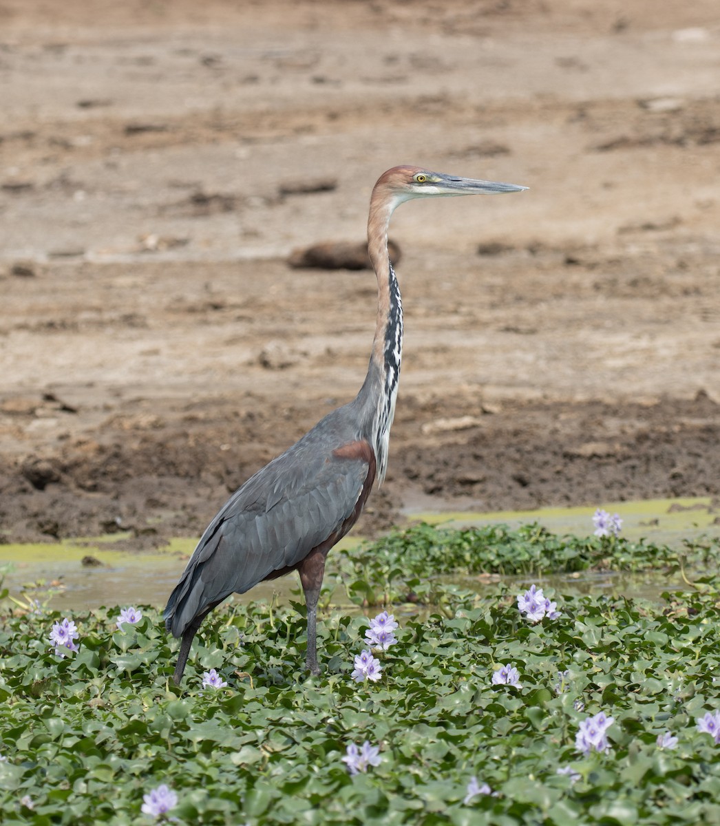 Goliathreiher - ML645620562