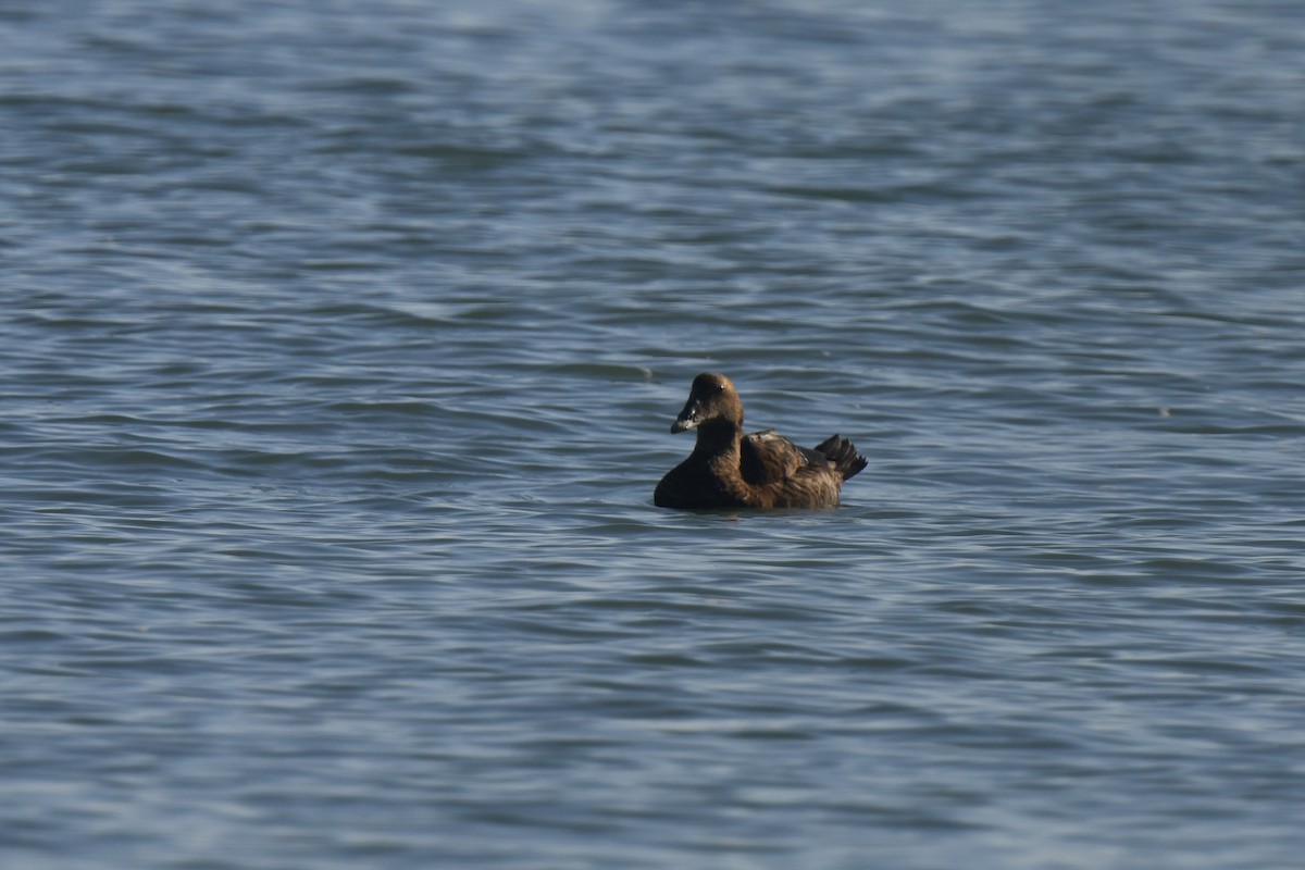 Eiderente - ML645620564