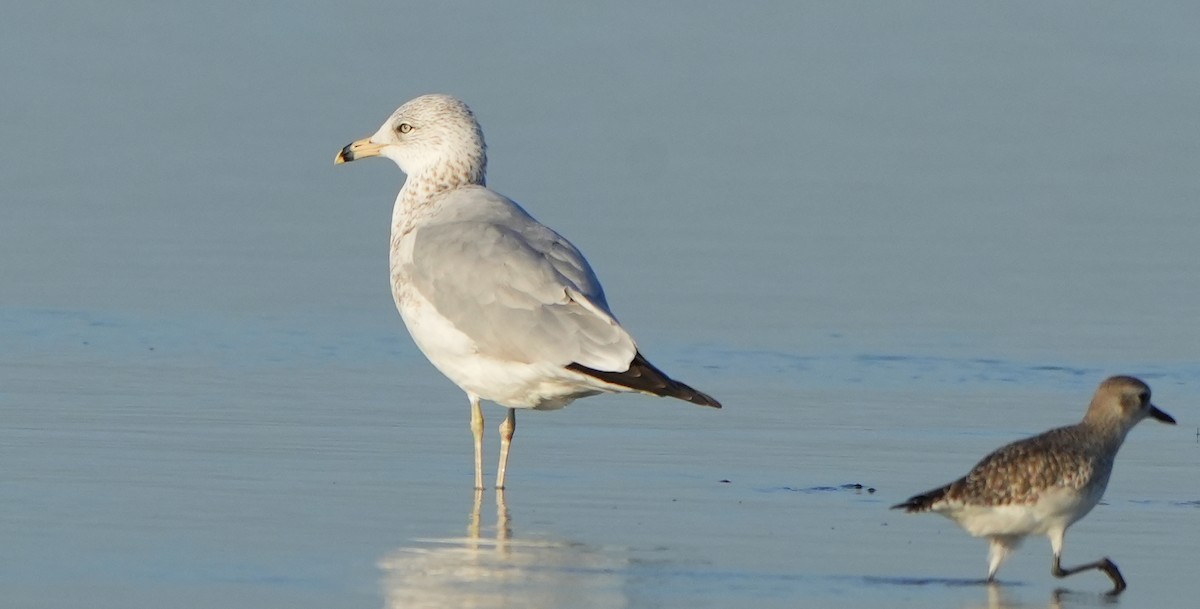 Ringschnabelmöwe - ML645620565