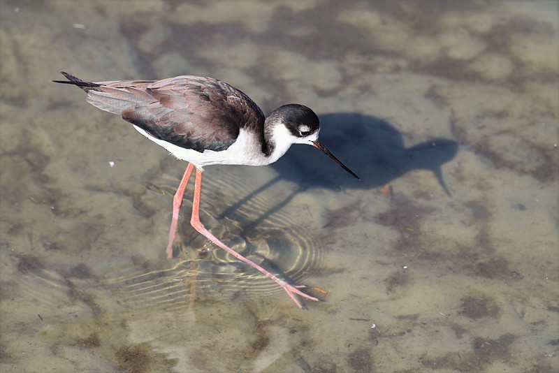 Schwarznacken-Stelzenläufer - ML645620566
