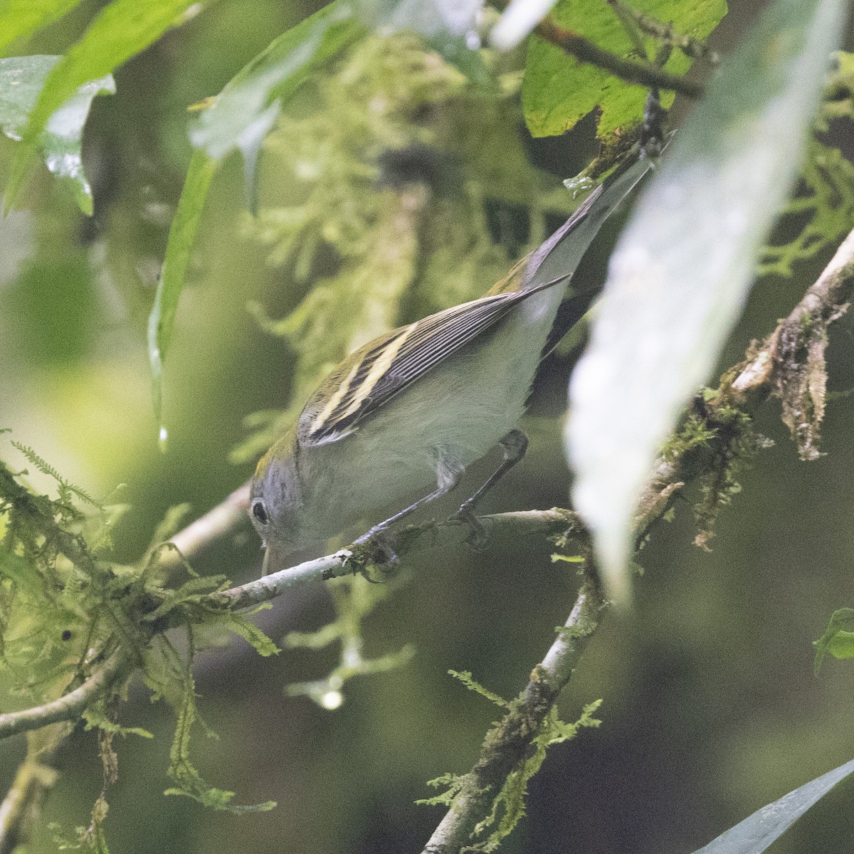 Gelbscheitel-Waldsänger - ML645620567