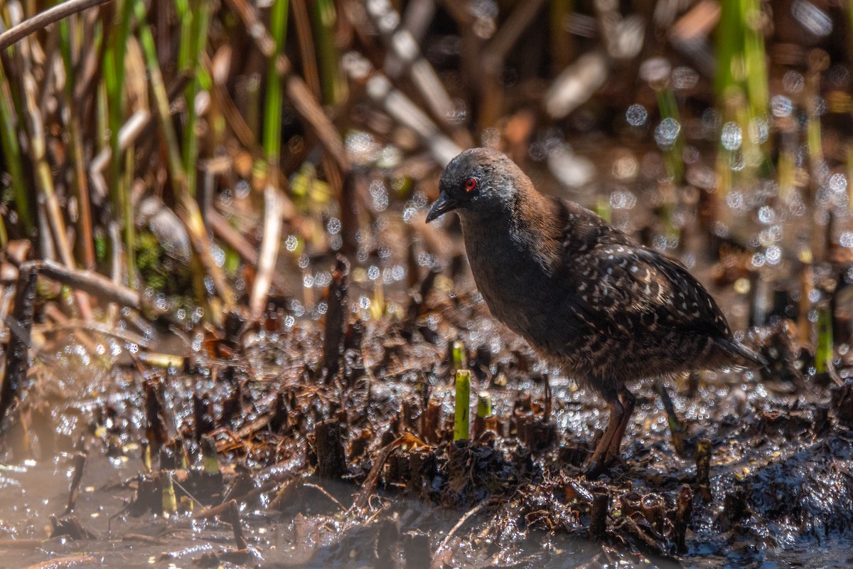 chřástal tmavý (ssp. tuerosi) - ML645620568