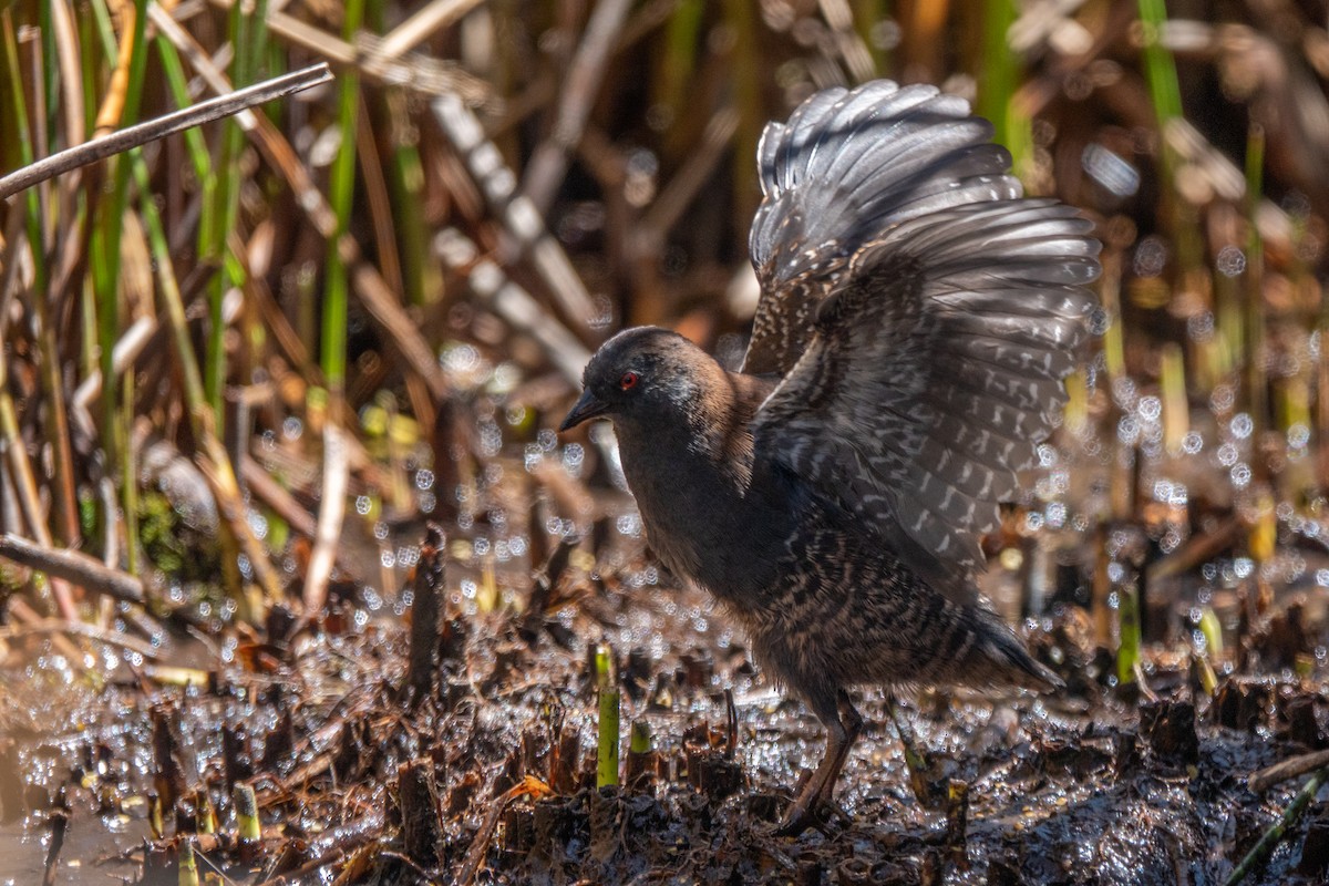 chřástal tmavý (ssp. tuerosi) - ML645620569