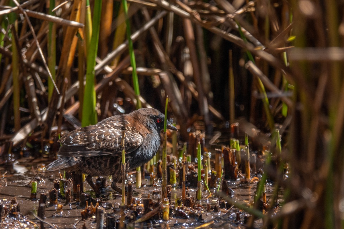 chřástal tmavý (ssp. tuerosi) - ML645620570