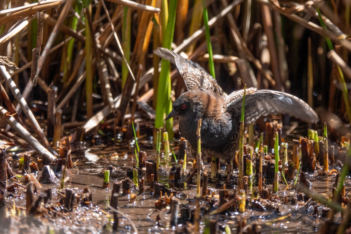 chřástal tmavý (ssp. tuerosi) - ML645620572