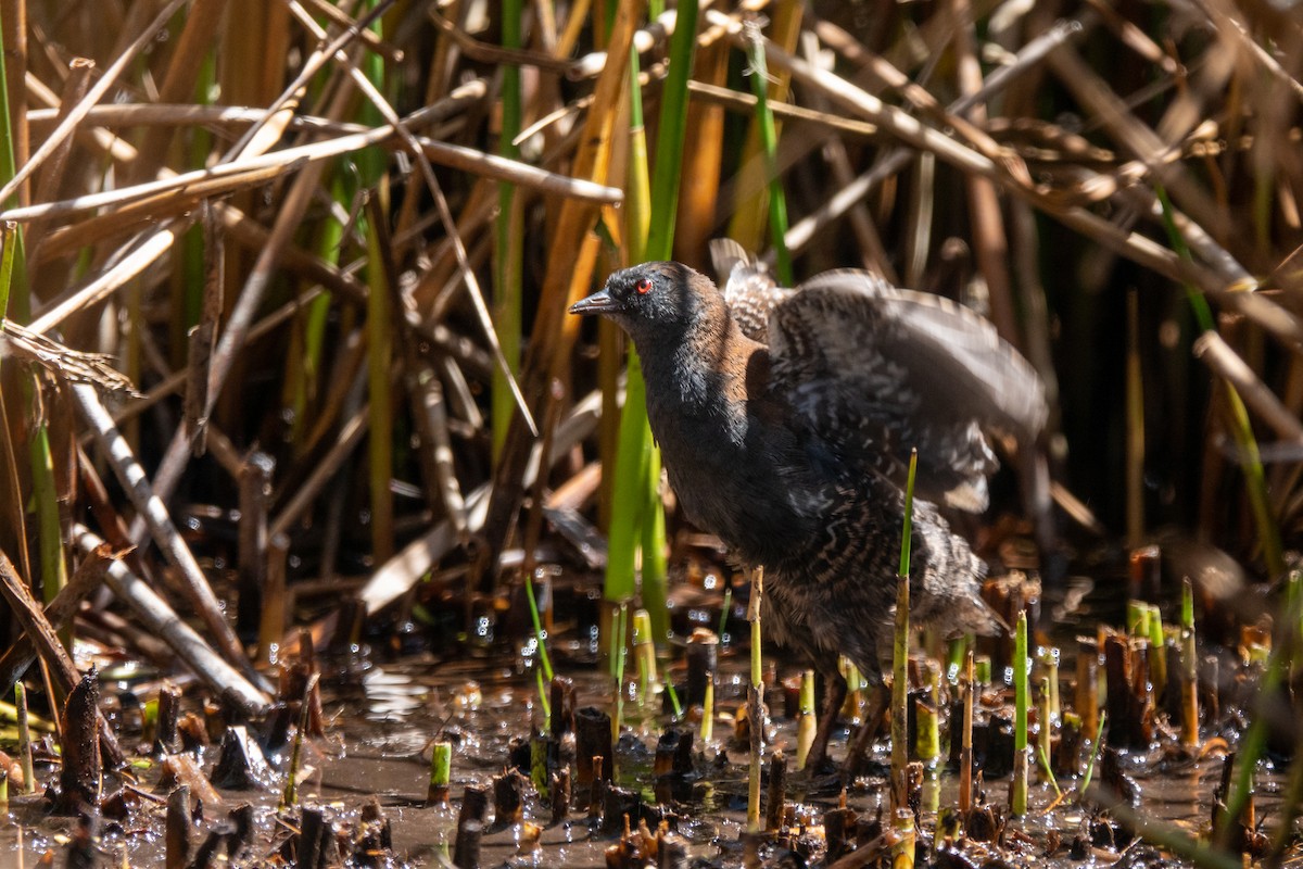 chřástal tmavý (ssp. tuerosi) - ML645620573
