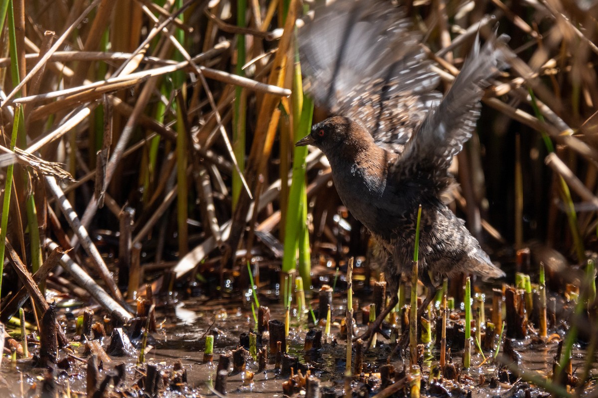 chřástal tmavý (ssp. tuerosi) - ML645620576