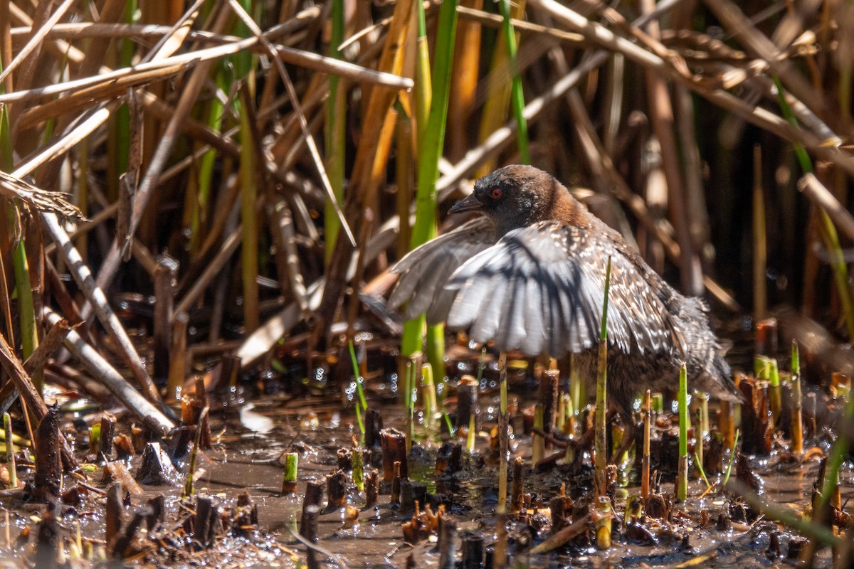 chřástal tmavý (ssp. tuerosi) - ML645620577
