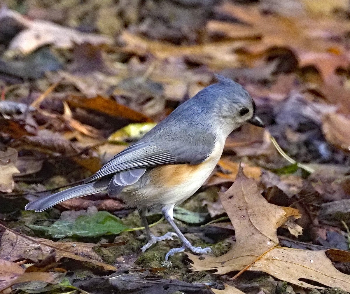Tufted Titmouse - ML645620583