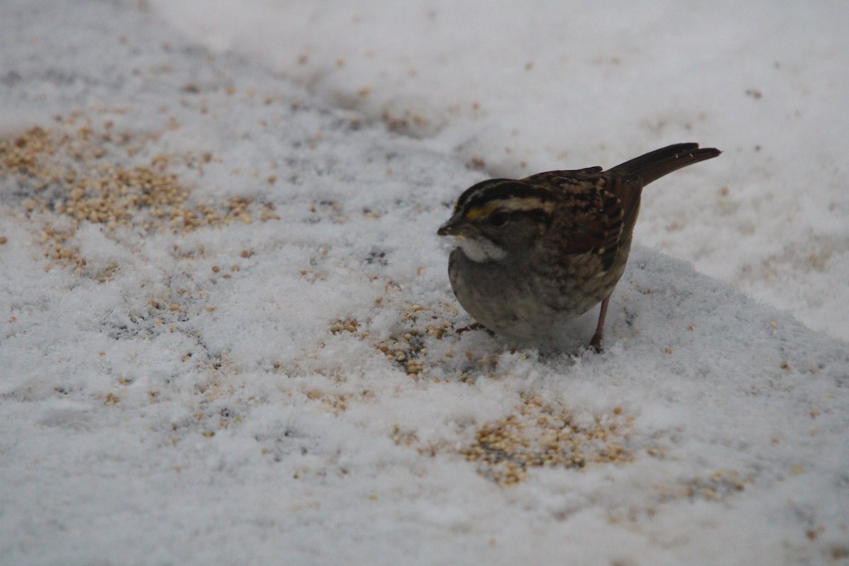 White-throated Sparrow - ML645620584