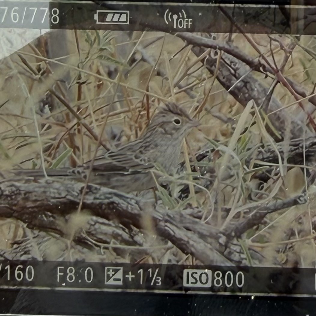 Cassin's Sparrow - ML645620585