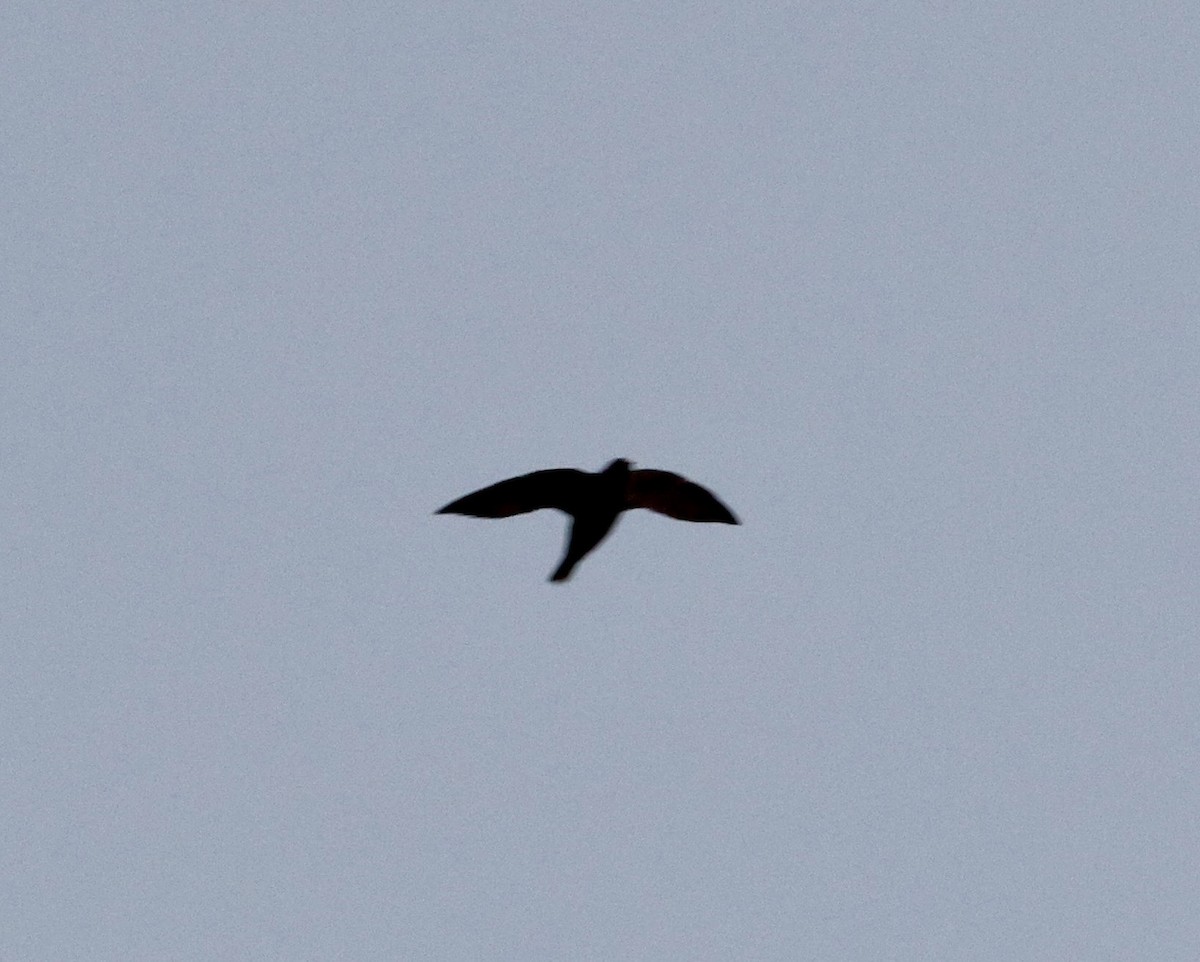 White-naped Swift - ML645620586