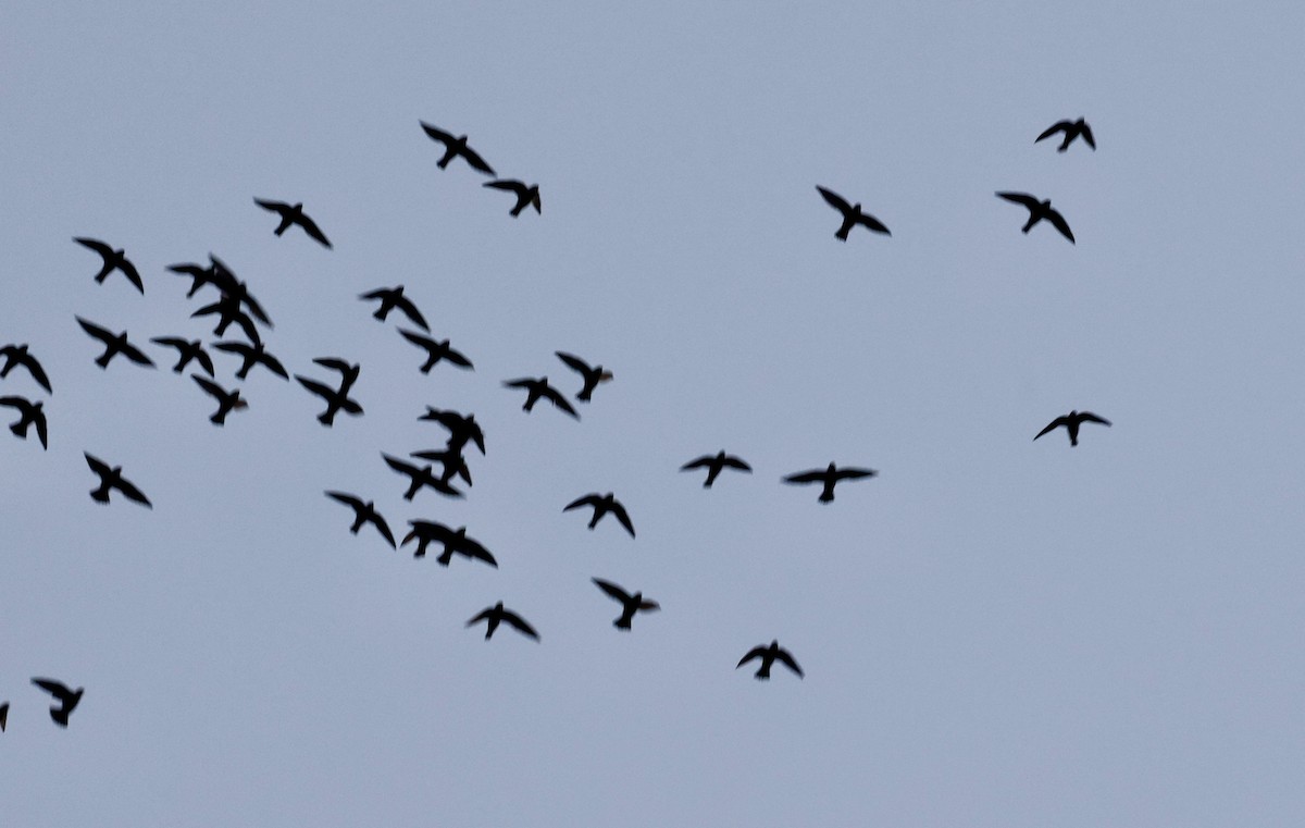 White-naped Swift - ML645620587