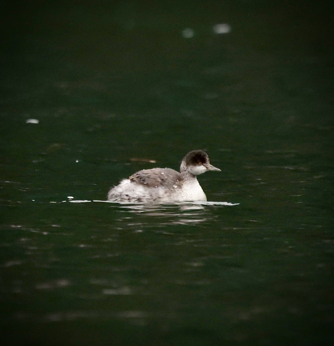 Eared Grebe - ML645620588