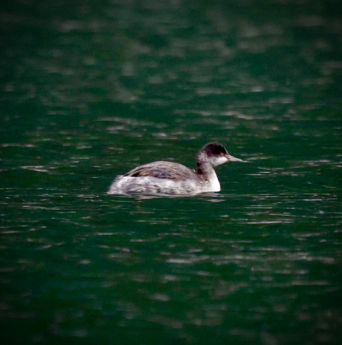 Eared Grebe - ML645620589