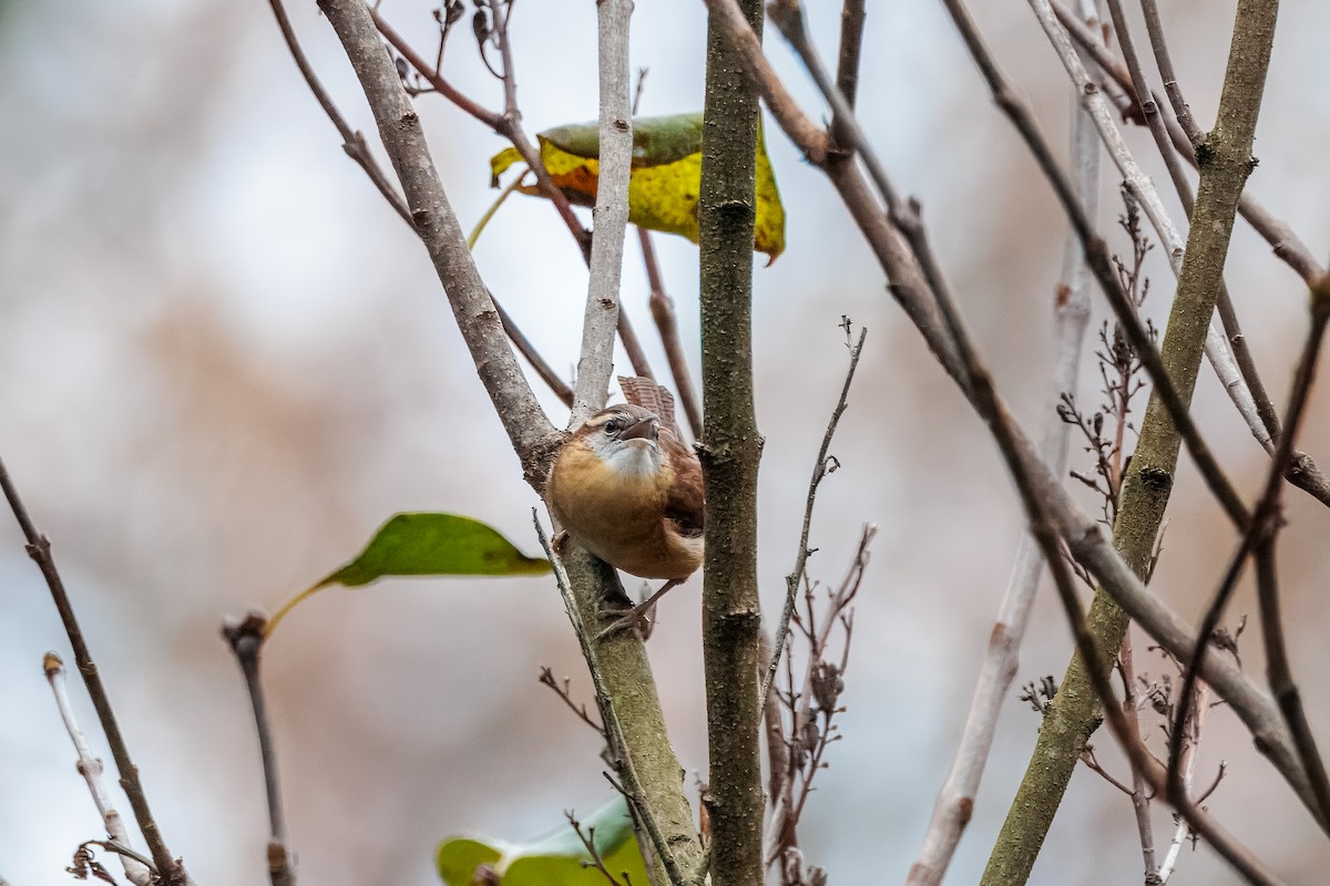 Carolina Wren - ML645620591