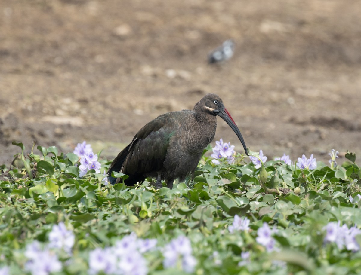 Хагедаш - ML645620592