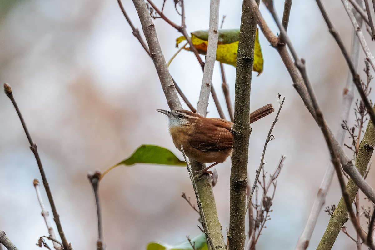 Carolina Wren - ML645620593