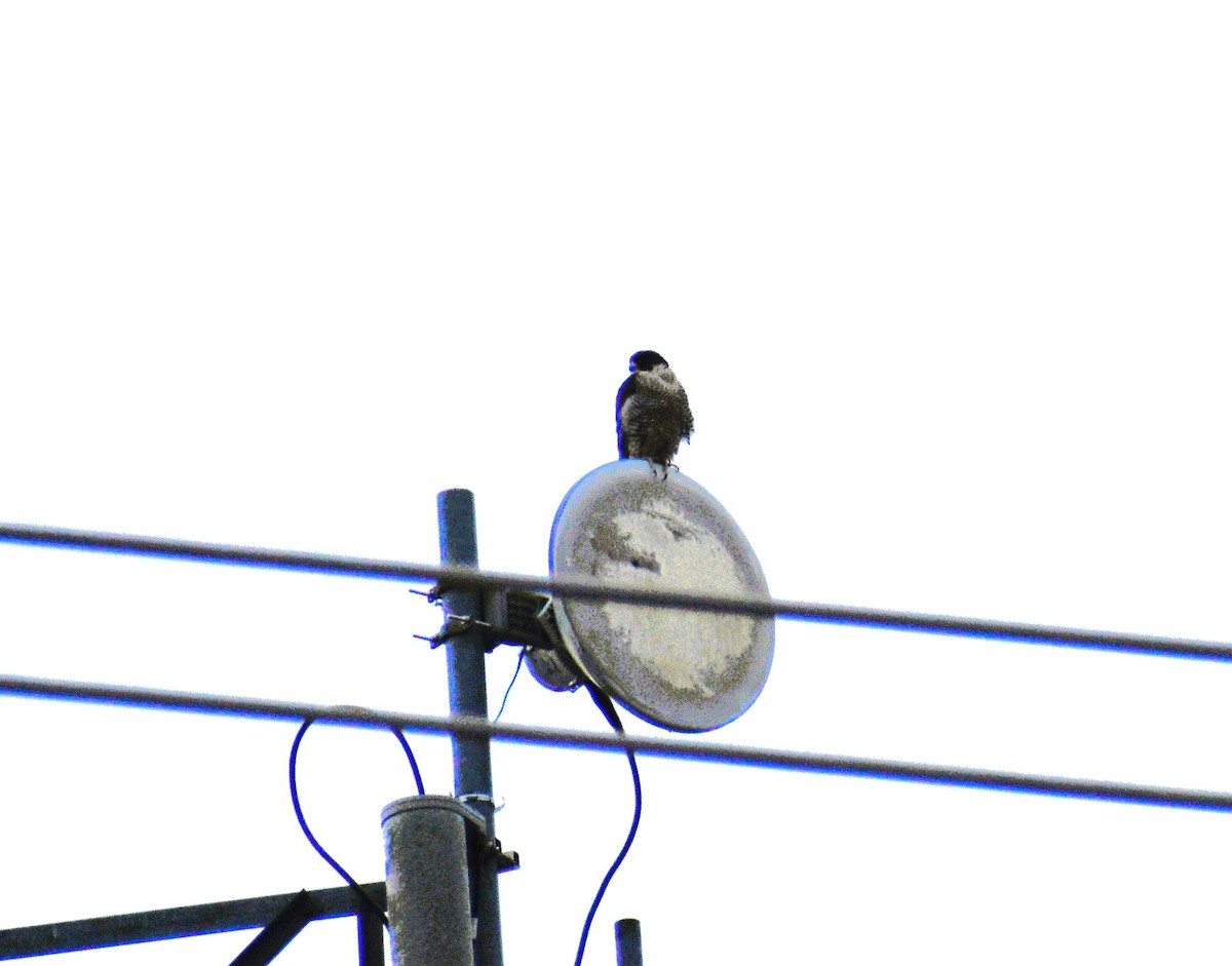 Peregrine Falcon - ML645620594