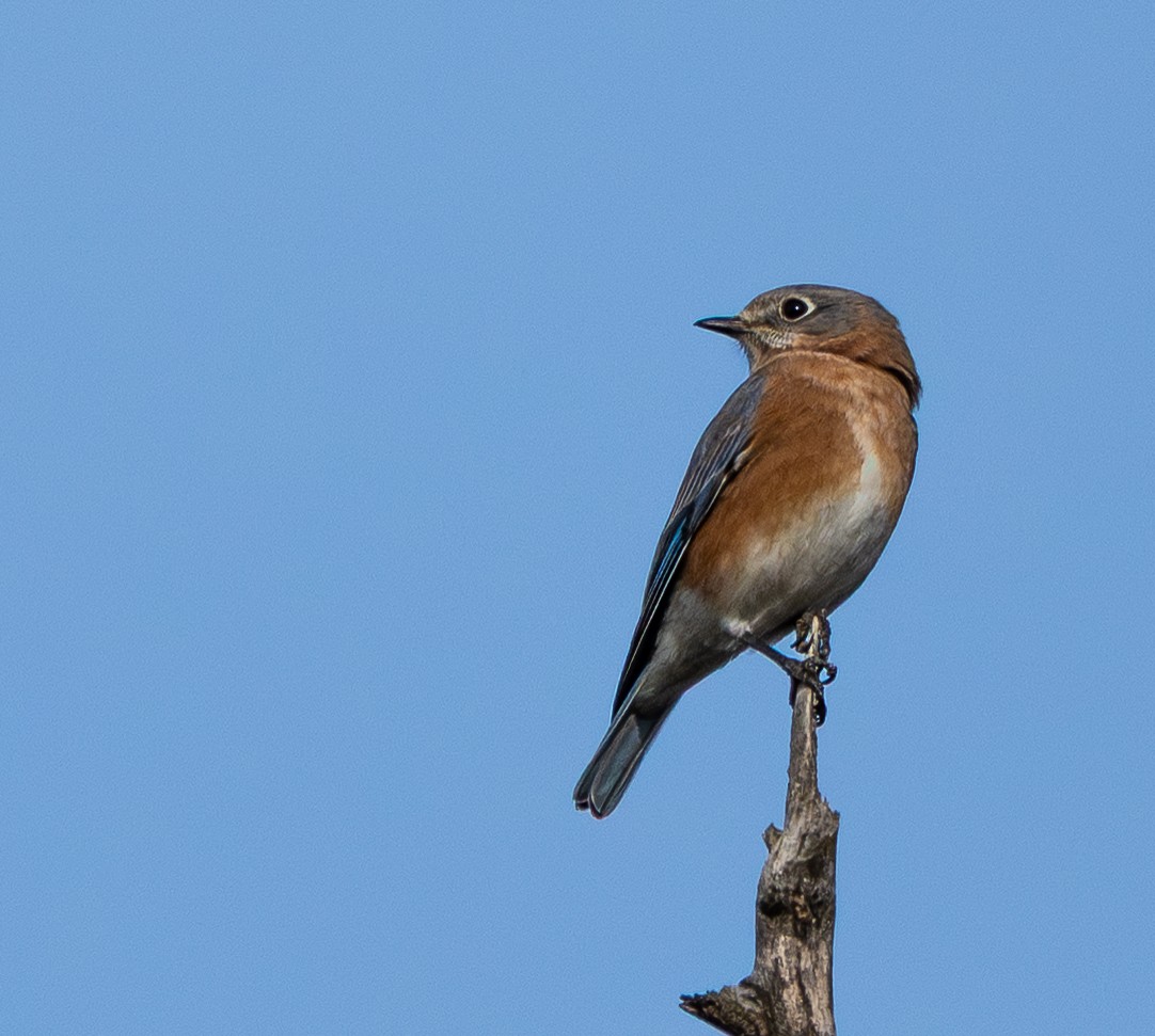 salašník modrý - ML645620595