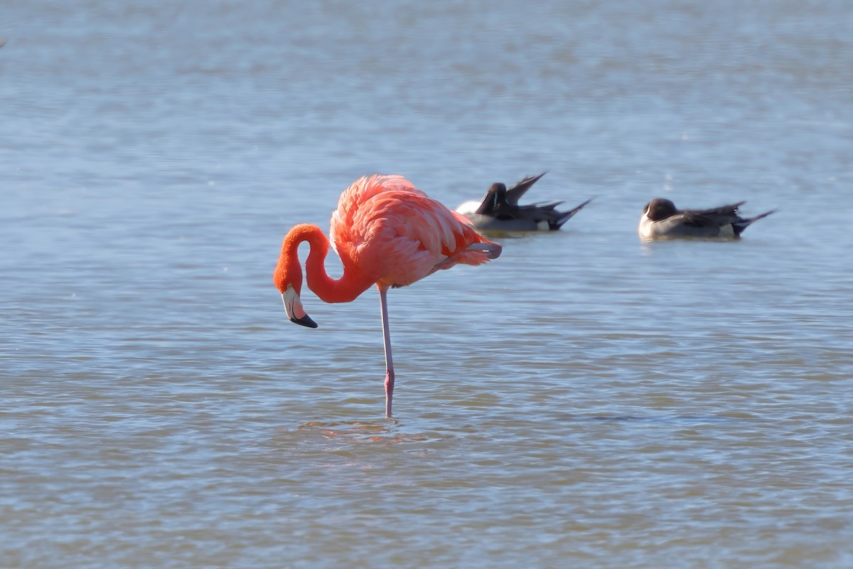 American Flamingo - ML645620603