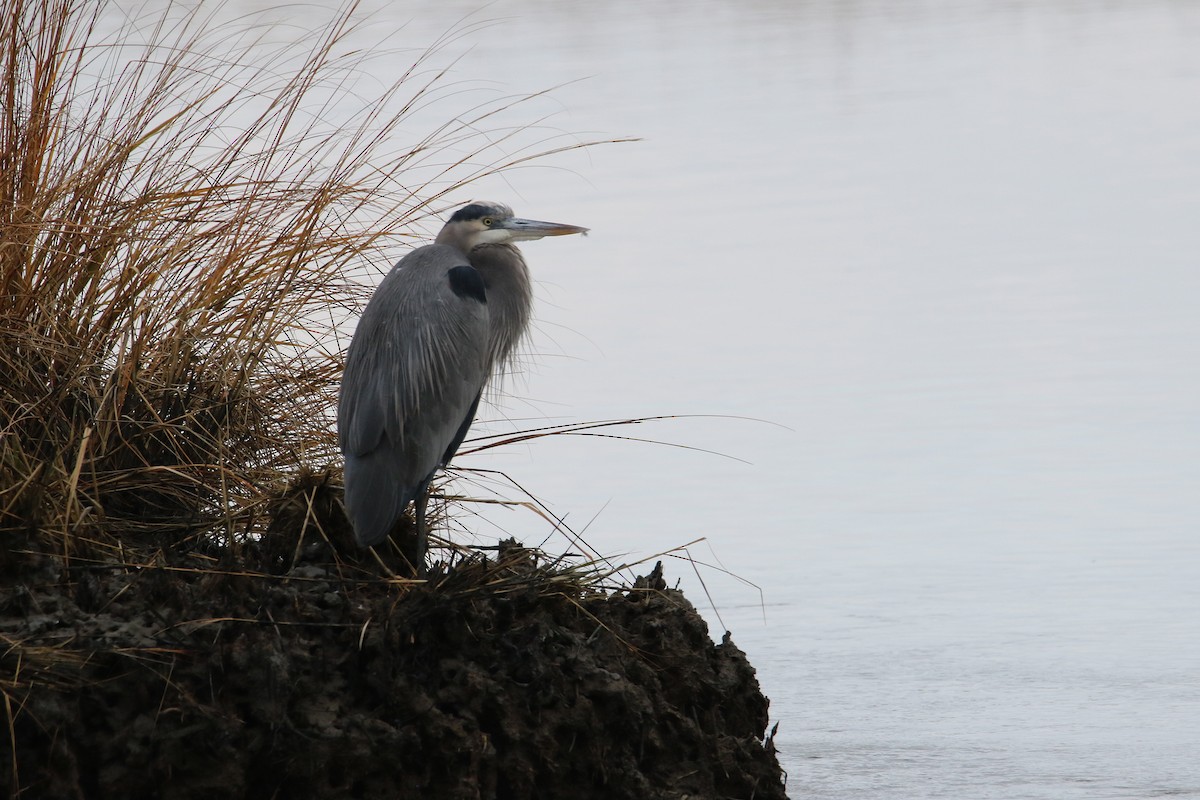 volavka velká - ML645620608