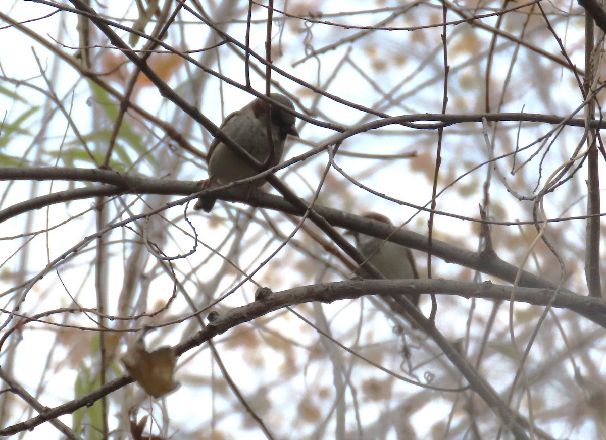 House Sparrow - ML645620610