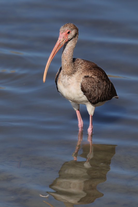 Ak Aynak - ML645620613