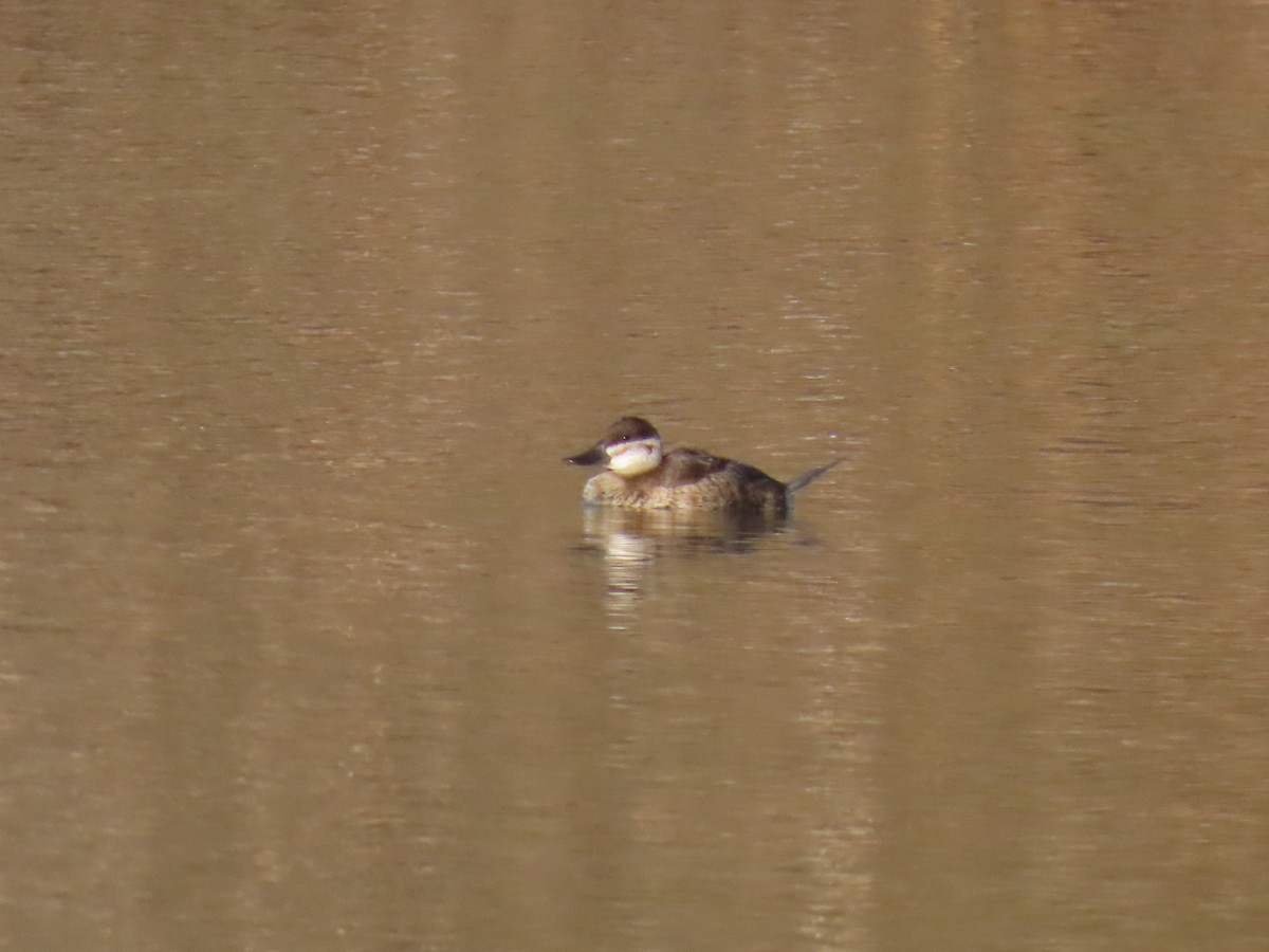 Malvasía Canela - ML645620615