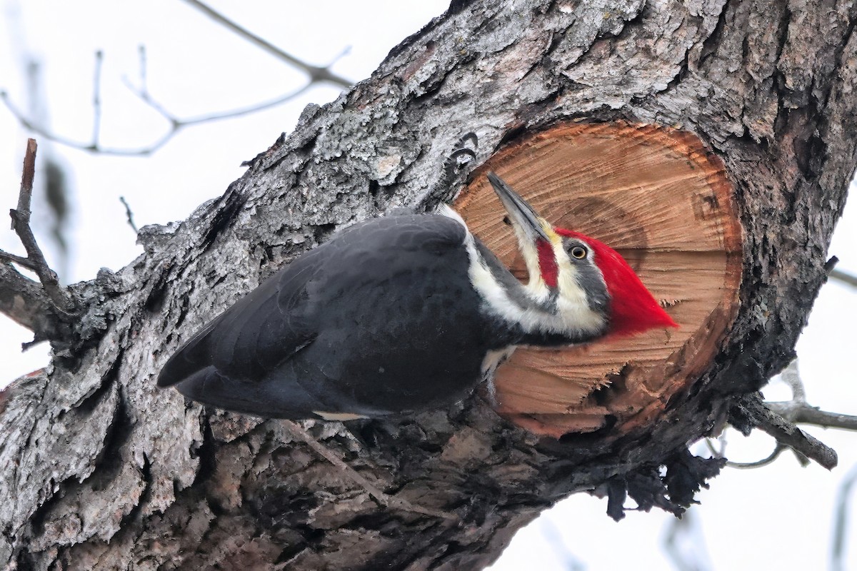 Жовна північна - ML645620618