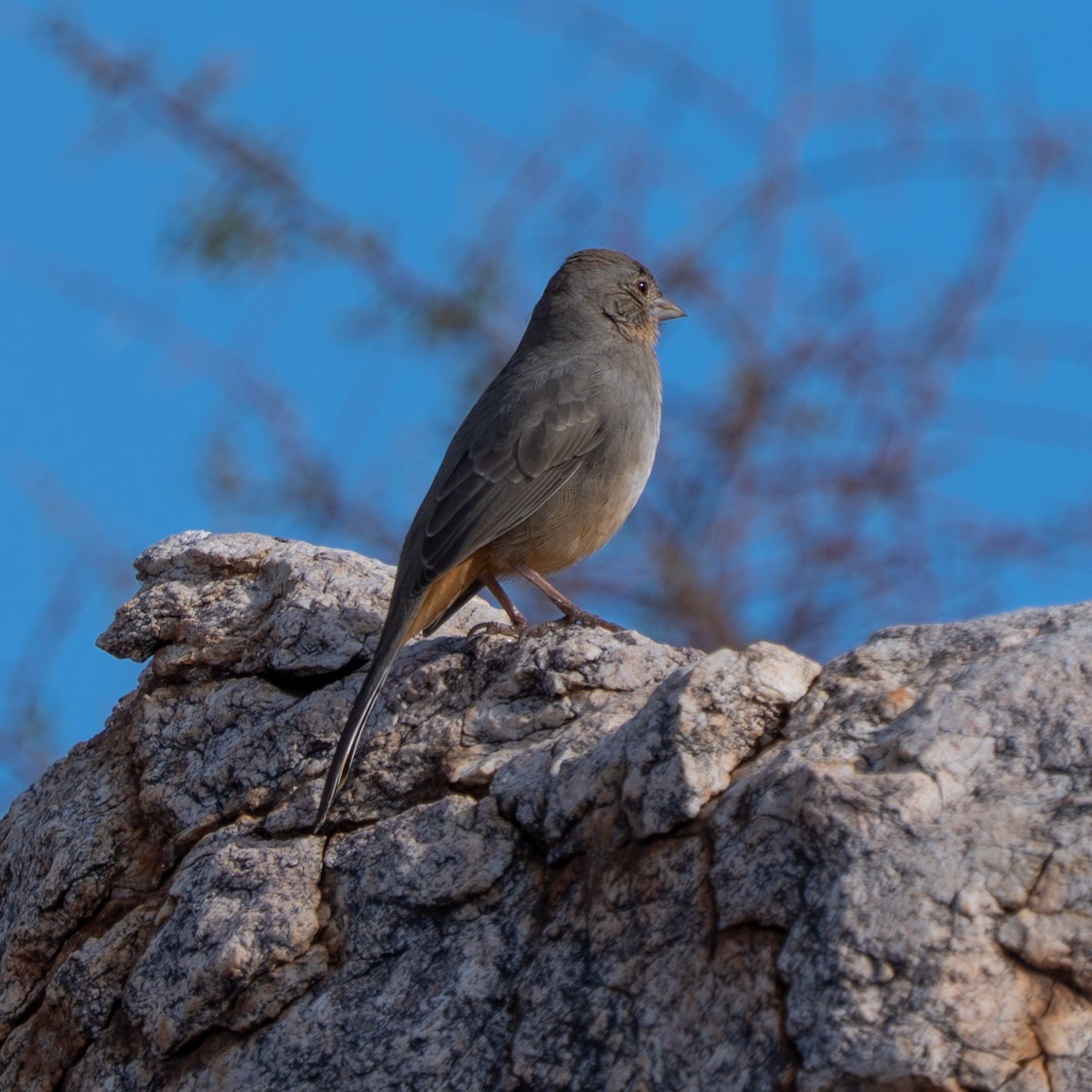 Canyon Towhee - ML645620622