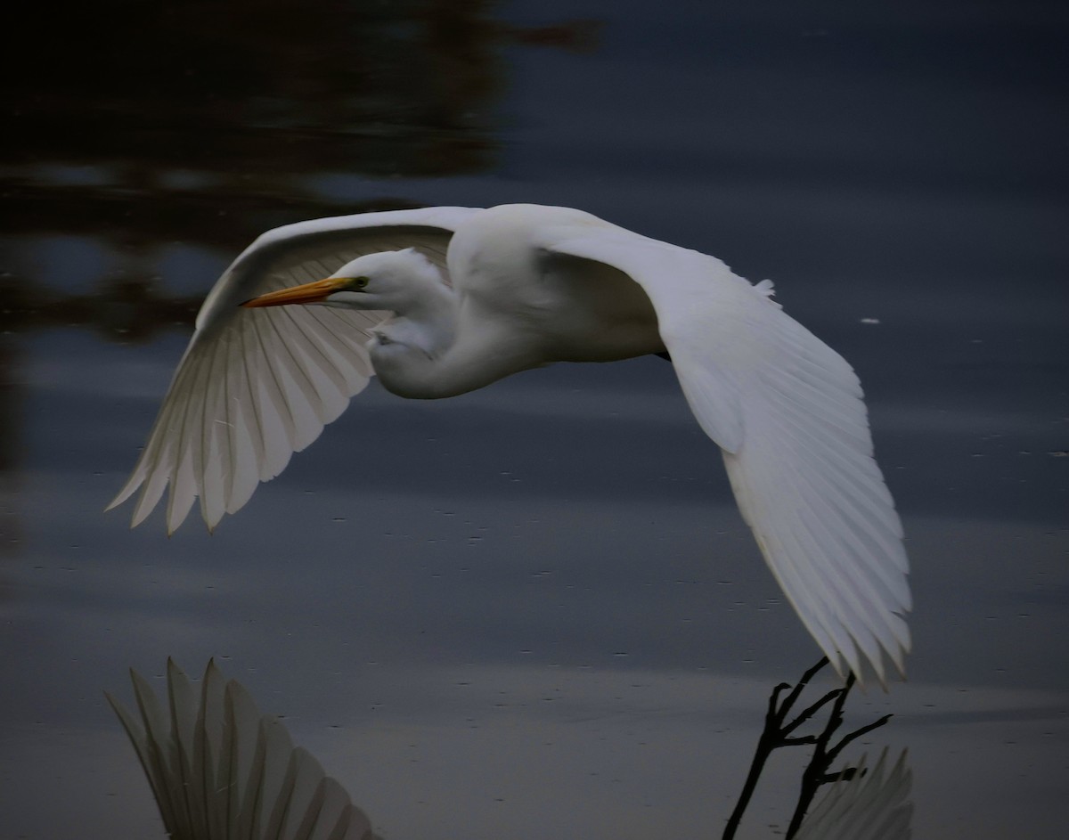 Great Egret - ML645620632