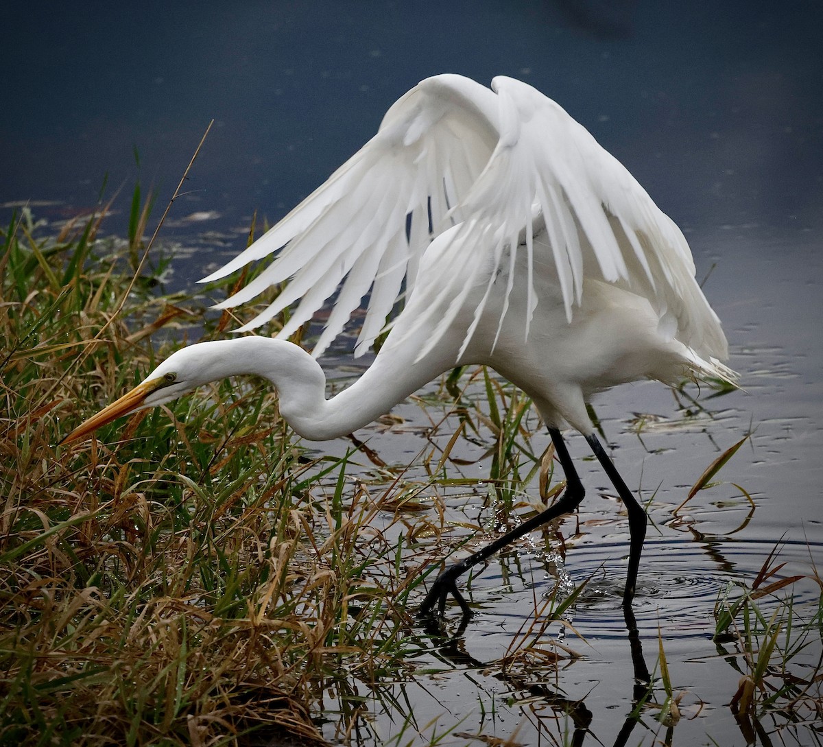 Great Egret - ML645620633
