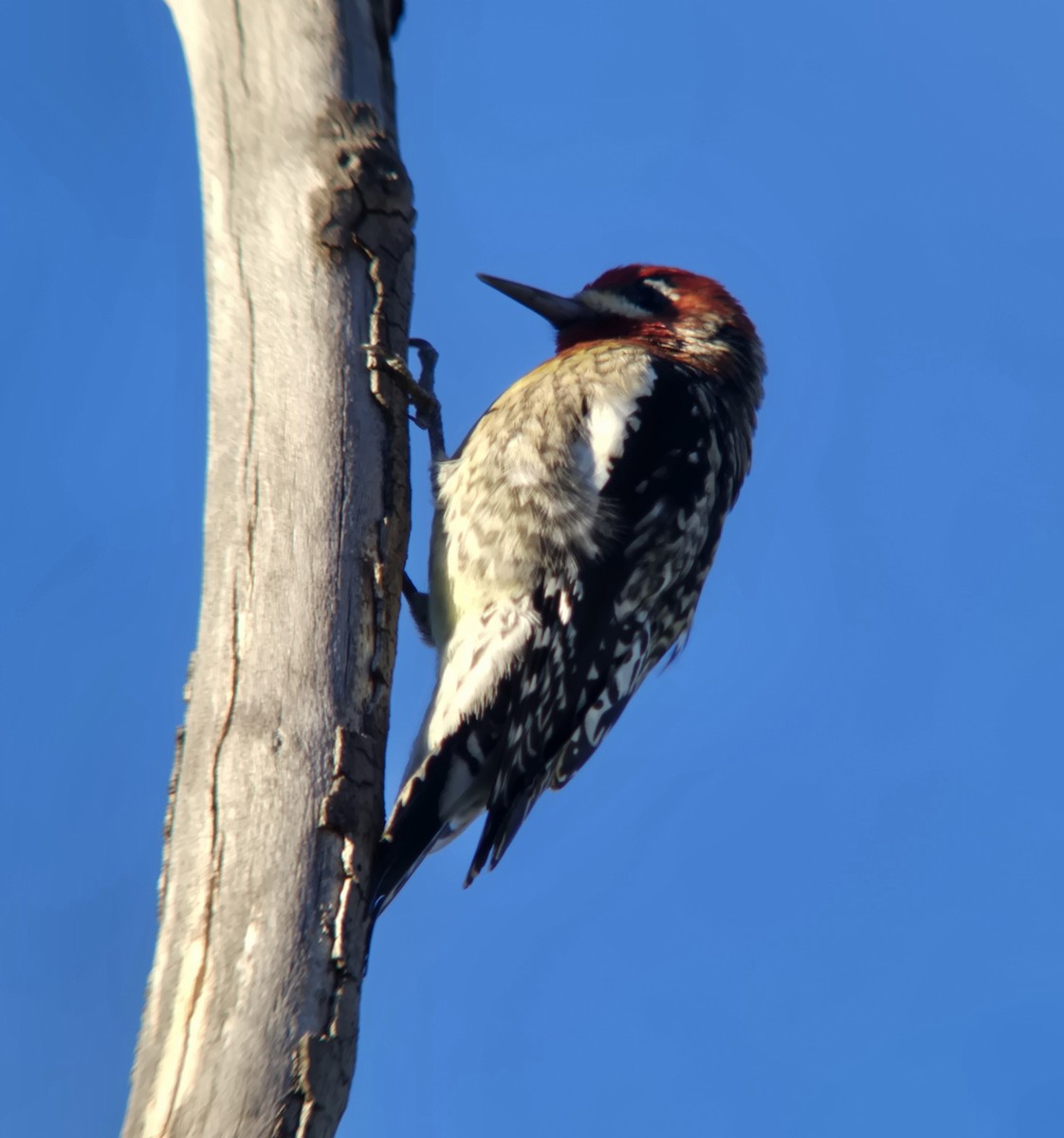 Red-breasted Sapsucker (daggetti) - ML645620641