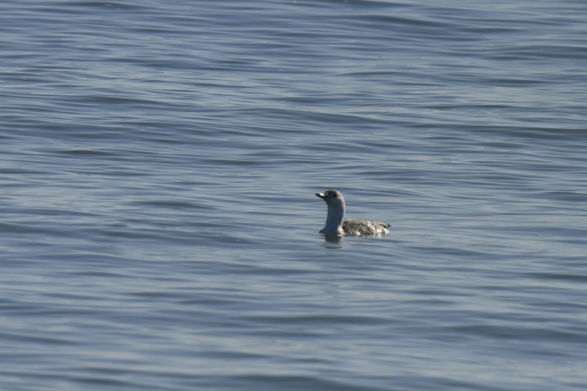 紅喉潛鳥 - ML645620642