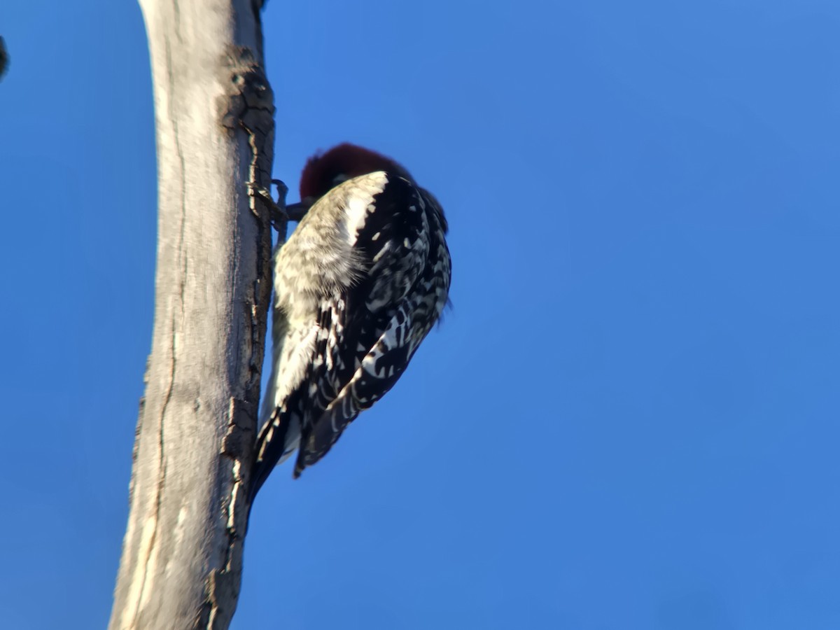 Red-breasted Sapsucker (daggetti) - ML645620644