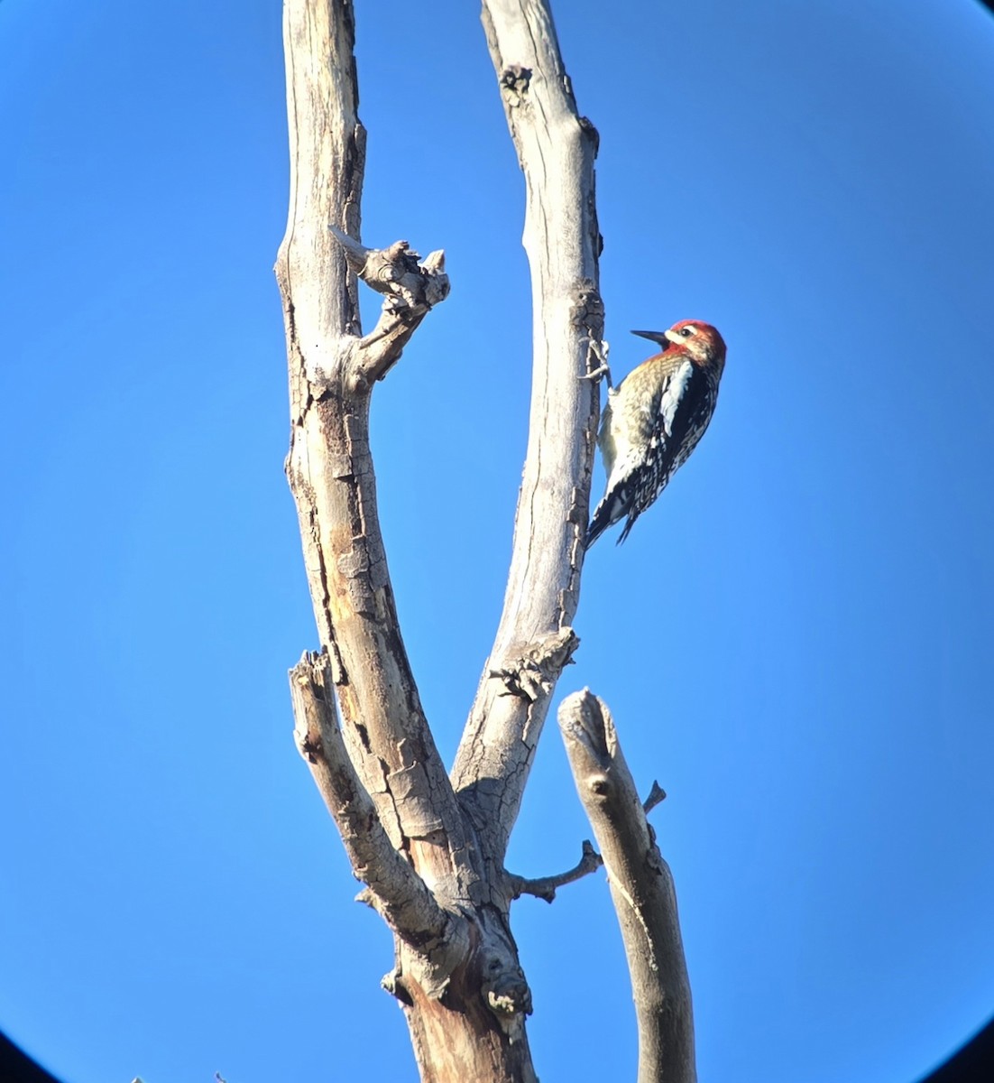 Red-breasted Sapsucker (daggetti) - ML645620645