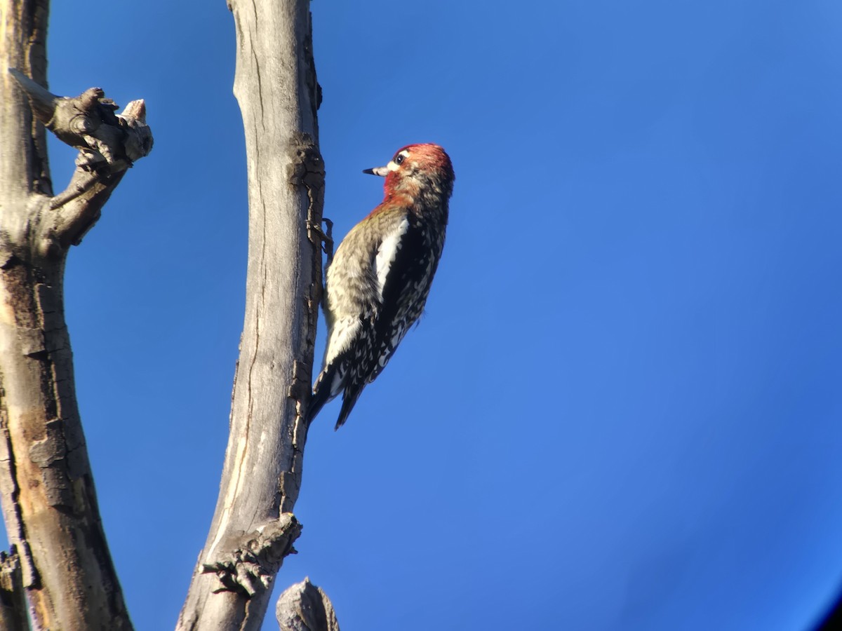 Red-breasted Sapsucker (daggetti) - ML645620646