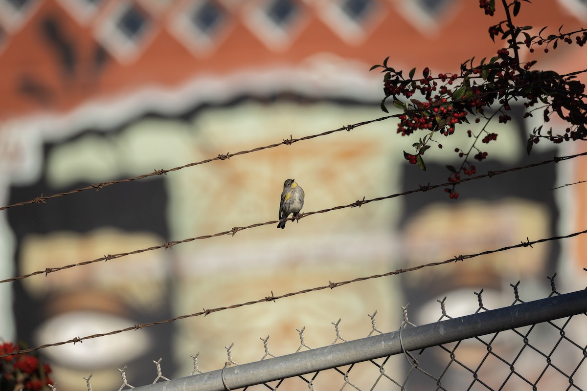 Yellow-rumped Warbler (Audubon's) - ML645620648