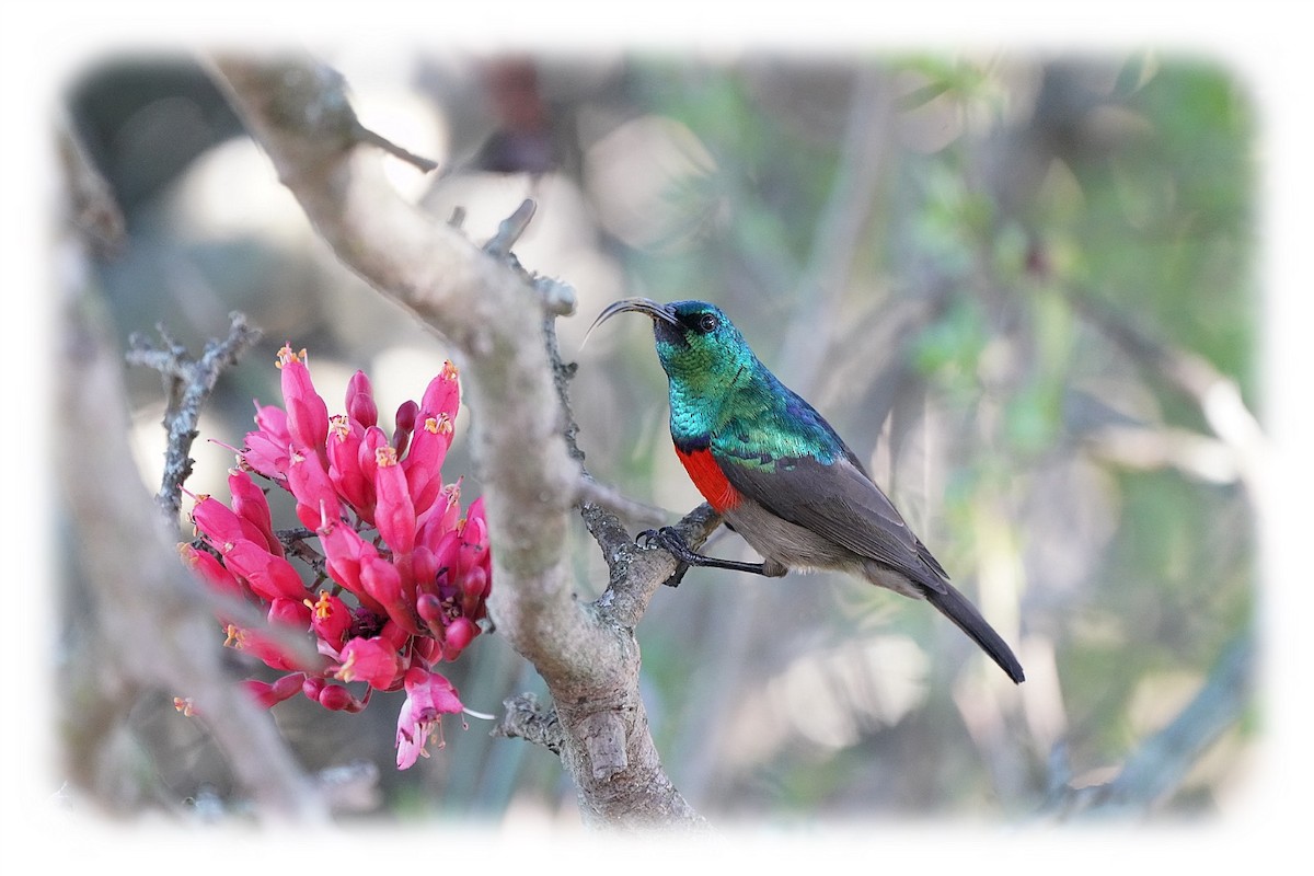 Greater Double-collared Sunbird - ML645620650