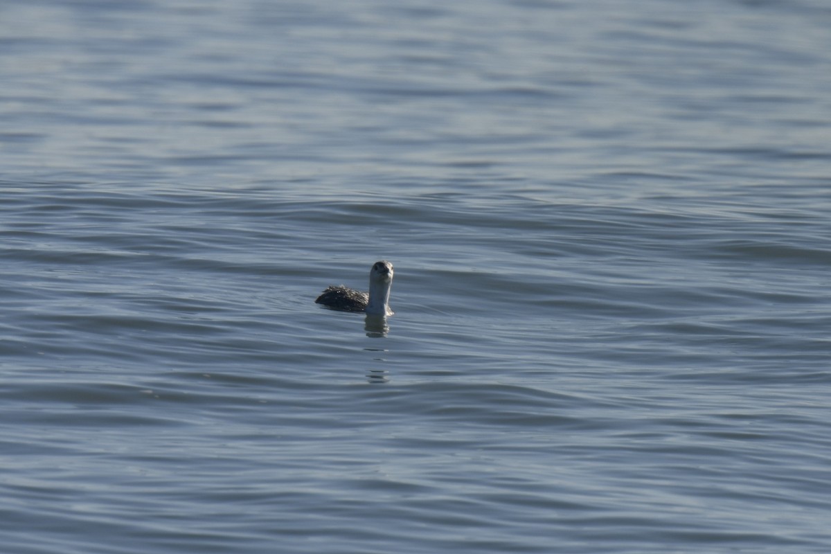 紅喉潛鳥 - ML645620652