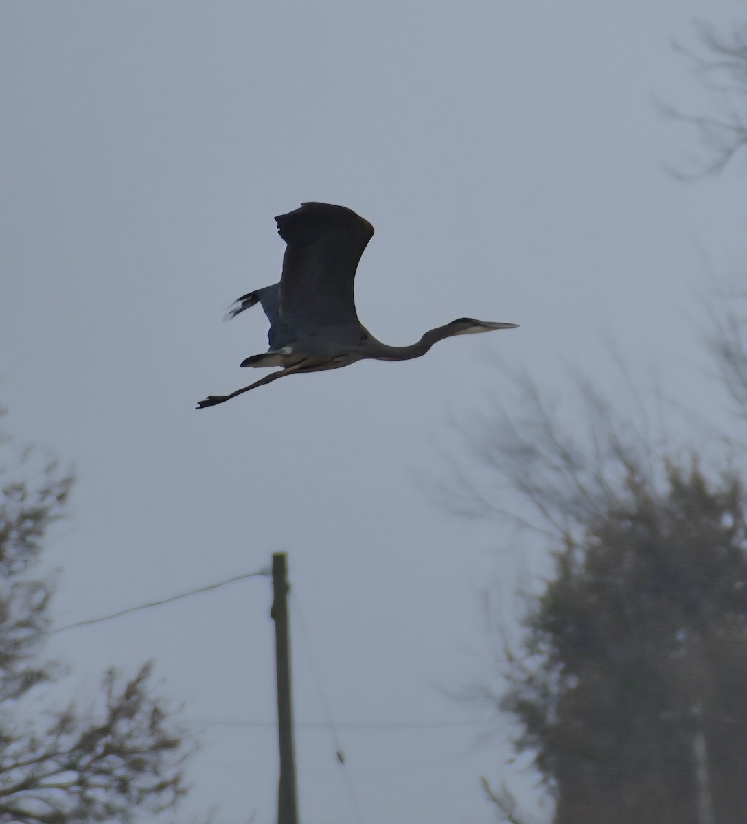 Great Blue Heron - ML645620656