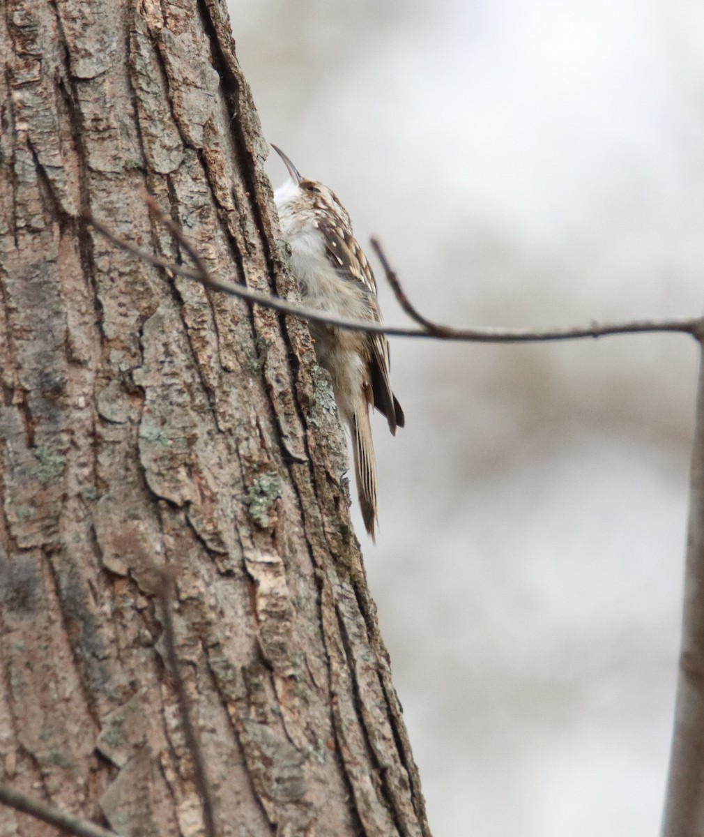 Brown Creeper - ML645620657
