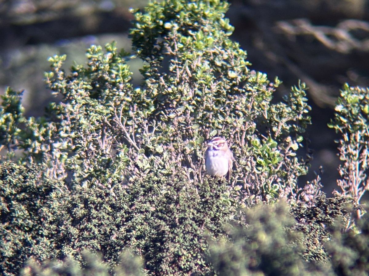 Lark Sparrow - ML645620665