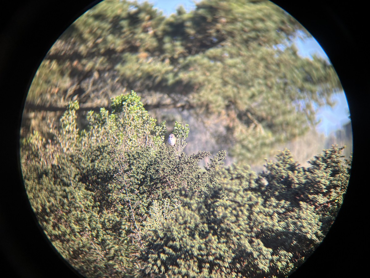 Lark Sparrow - ML645620666